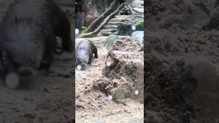 Nora the River Otter vs Sand Castles