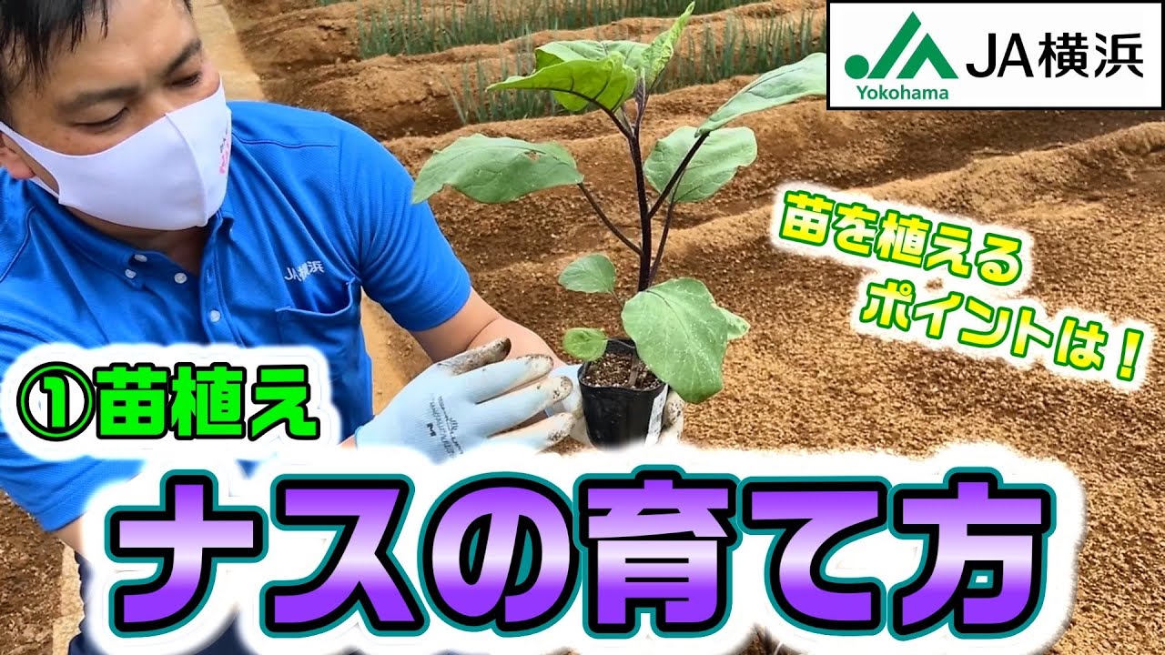 ナス 苗 の 植え 方