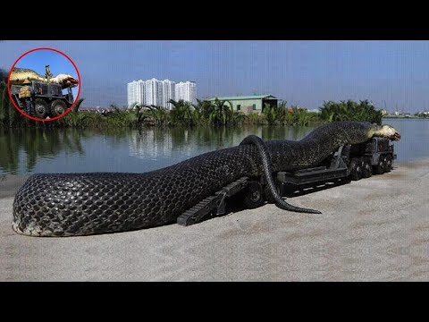 วีดีโอ: งูอะไรใหญ่ที่สุดในโลก