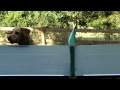 Here's a dog watching table tennis