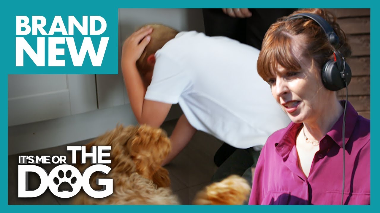 Shelby Needs Training Before Harm Comes to Family! | It's Me or The Dog