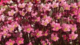 Flowers 2