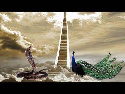 Video: Böyük İlan Və Ya Mansi Anacondanın Sirri