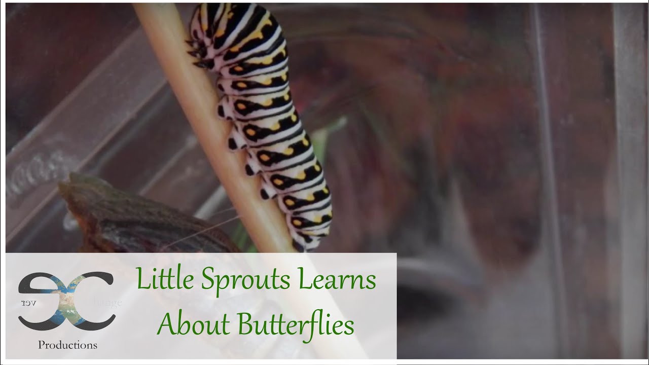 Lessons in the Garden: Little Sprouts Learns About Butterflies