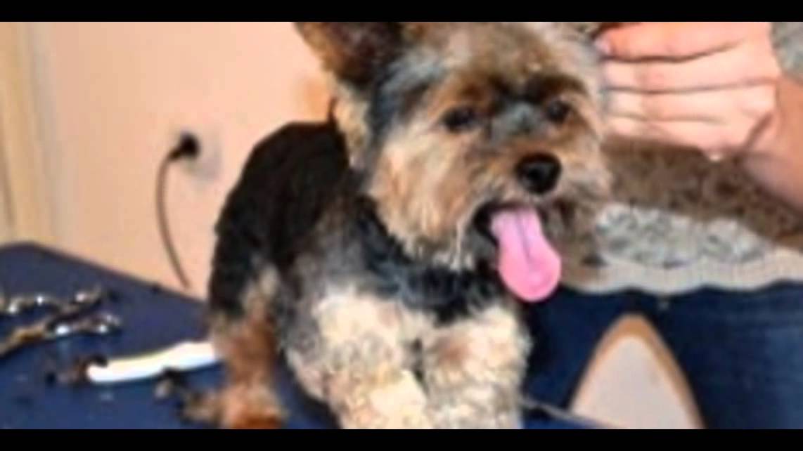 Curs Toaletaj Canin Ramnicu Valcea