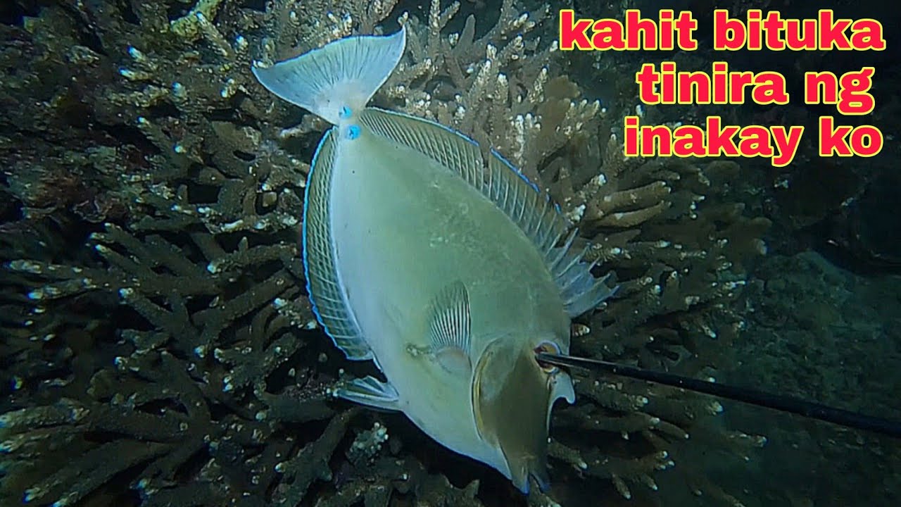 ep609 kahit bituka ng surahan tinira ng inakay ko catch and cook - YouTube