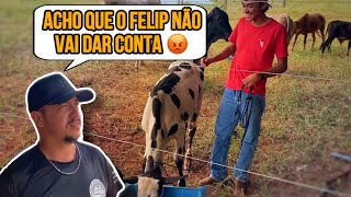 MEXENDO NO NOVO BEZERRO JUNTO COM O DONO DELE