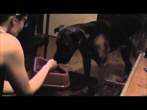 Video: Hranjenje Starejšega Psa