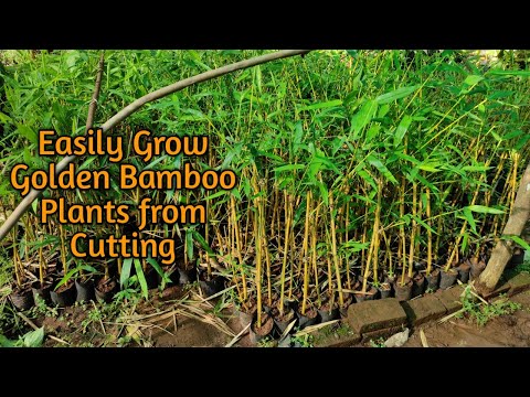 Video: Hoe het Golden Bamboo hier gekom?