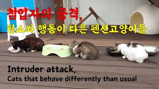 Something is attacking me, I'm deeply hurt, and the atmosphere of the cats is extraordinary by 펜션 고양이랑 12,575 views 2 years ago 4 minutes, 19 seconds