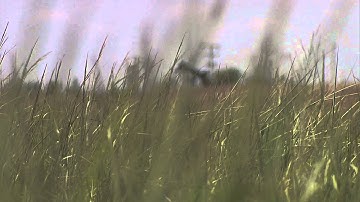 Researchers Partner for a Better Understanding of Biomass Production Systems