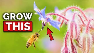 This Plant Does EVERYTHING | Borage Growing Guide