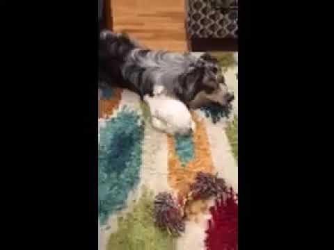 Little puppy trying to play with bigger dog - YouTube