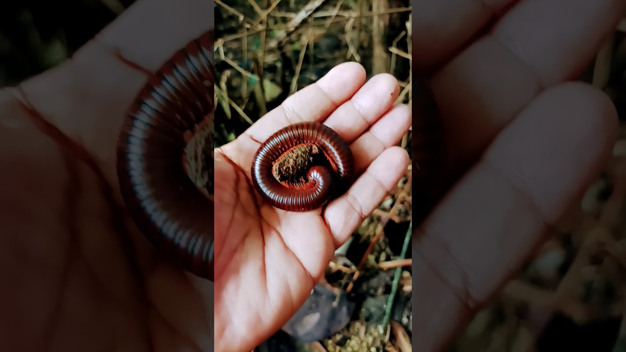 I Found This Giant Millipede in My Garden!”