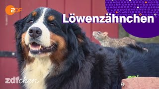 Ratte Mini Löwenzähnchen Zdfchen