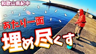 【和歌山県】【大量発生】魚が埋め尽くす漁港でアジを泳がせたら連発した超簡単仕掛け