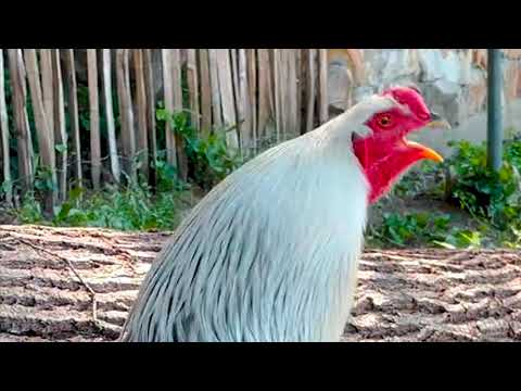 ROOSTER CROWING 2022 - ROOSTER CROWING SOUNDS EFFECT ALARM