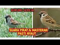 Suara Burung Gereja Langsung Nyaut Masteran Burung Gereja Super Efektif Bikin Burung Gereja Gacor Mp3 - Mp4 Download