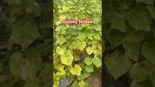Cucumber 🥒 Downey Mildew…..#trending #farming #farmer #agriculture