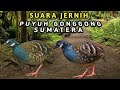 Suara Pikat  Puyuh Gonggong Sumatera Jernih - Roll&#39;s Partridge/Sumatran Partridge