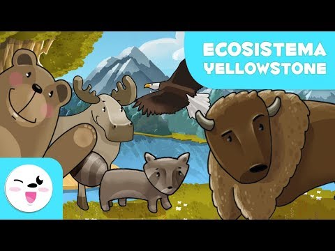 Vídeo: Los Grizzlies De Yellowstone Son Esenciales Para Nuestro Mundo, Entonces, ¿por Qué No Luchamos Más Para Preservarlos?