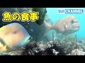 大量のウニをマダイやイラがひたすら豪快に食べる映像　Fish gathering to eat sea urchin【ウニ駆除食事編】