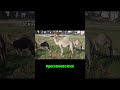 Содержание и важность Корана
