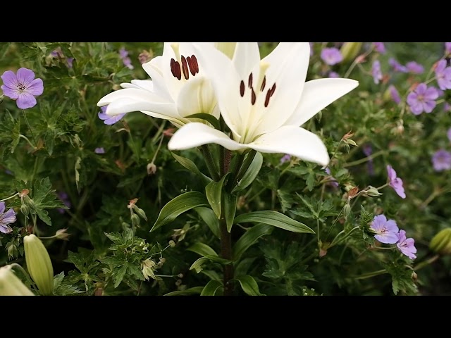 Garden Views - Lilies