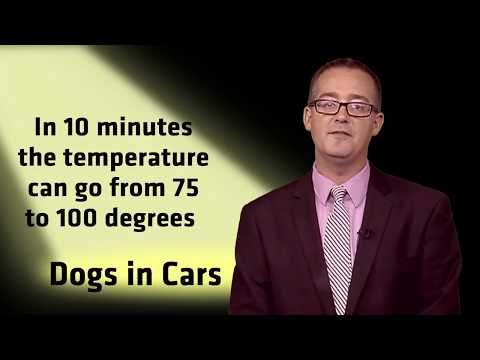 TV6 & FOX UP Spotlight - Dogs in Cars