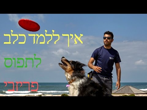 וִידֵאוֹ: איך לתפוס כלב