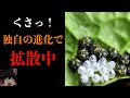 進化が止まらない！カメムシから身を守るための実態と退治対策を解説【ゆっくり解説】