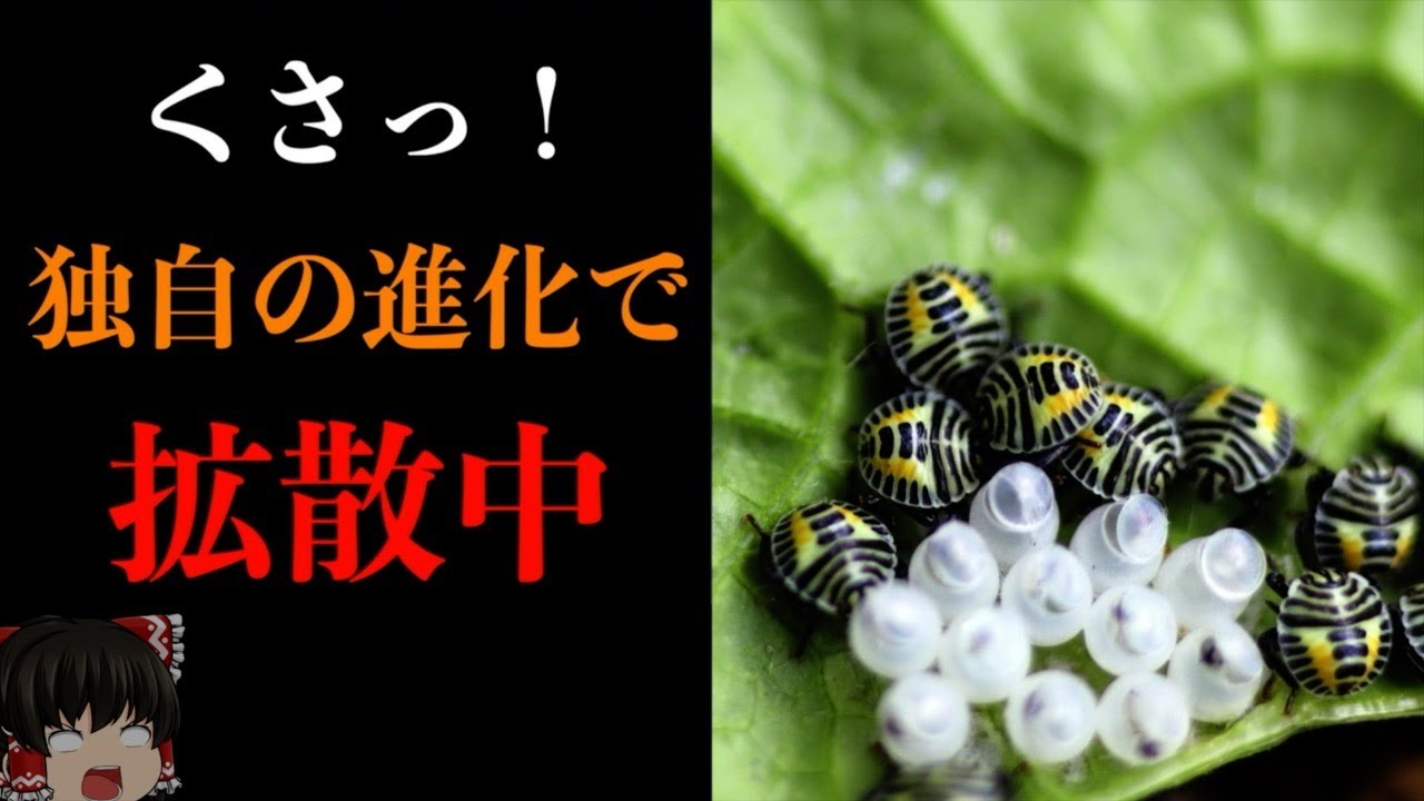 進化が止まらない!カメムシから身を守るための実態と退治対策を解説【ゆっくり解説】