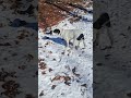 Making our way back #dog #doglife #animals #wildlife #outdoors