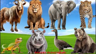 Happy Animal Farm Sounds: Goat, Hippo, Lion, Elephant, Bear, Geese, Leopard  Cute Animal Moments
