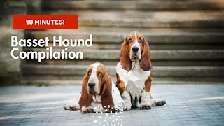 10 Minute Basset Hound Compilation!