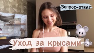 ВОПРОС-ОТВЕТ про крыс|| Где я купила клетку? Как выгуливать крыс?🐭 Нужно стричь когти?