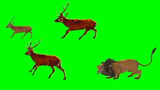 Lion Attack Deer Green Screen Video || Lion Attack Green Ccreen No Copyright.