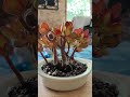 crassula ovata #bonsai