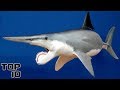 Top 10 Prehistoric Creatures Recently Discovered