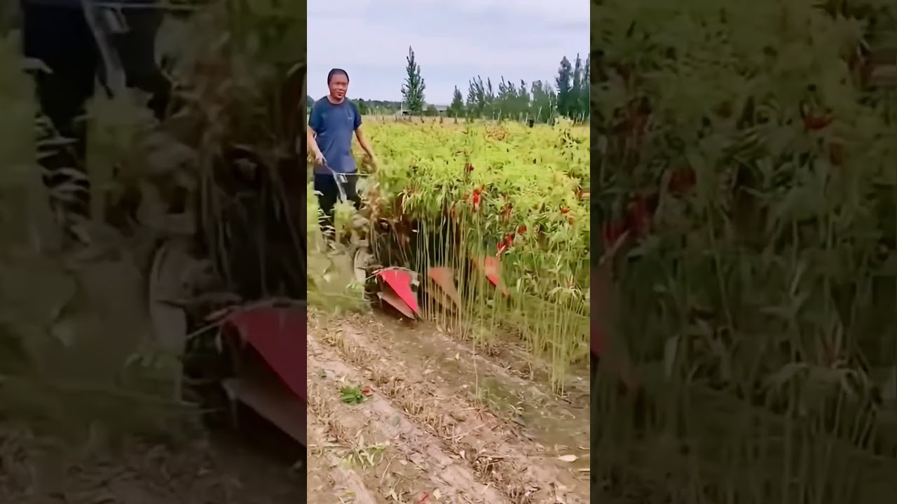 unique agricultural machinery for fast harvesting of agricultural products 