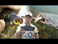 Ini Ikan Perosak Sungai Selain Ikan Bandaraya