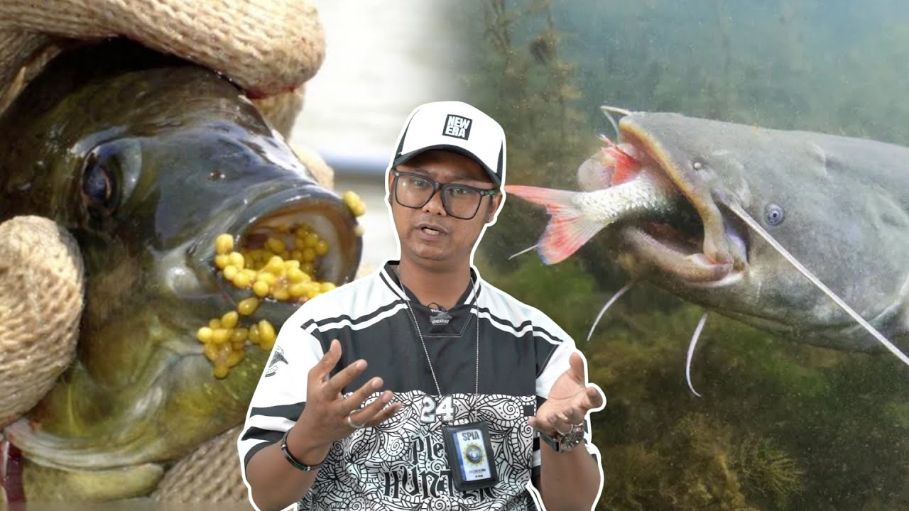 Ini Ikan Perosak Sungai Selain Ikan Bandaraya