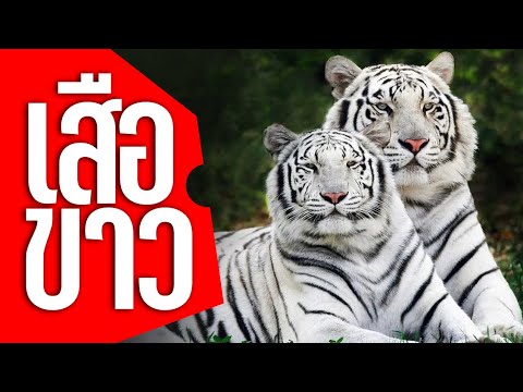 วีดีโอ: เสือขาวเบงกอล สุดสวย