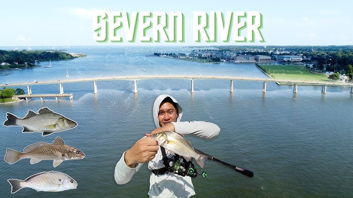 Severn River Top Water Striped Bass (Rockfish) Frenzy Hobie Kayak Fishing.  Maryland Fishing. 