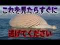 【ゆっくり解説】近付いたら危険な○○する生き物7選!具体的な事例も紹介