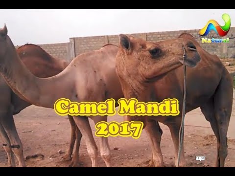 video phone beyonce mp3 Camel Mandi 2017 || Cow Mandi || Bakra Mandi || Eid ul Adha 2017 || Part - 1