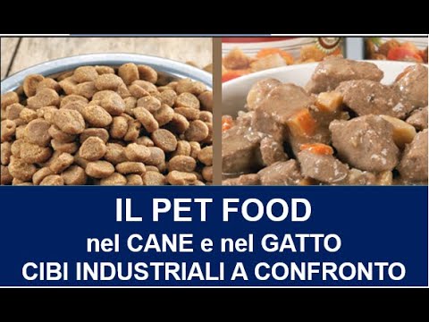 Video: La Fornitura Di Alimentatori Di O'Neal Richiama Il Cibo Per Cani A Marchio Arrow