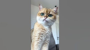 Even My Cat Loves WowCube 😻💖 #wowcube