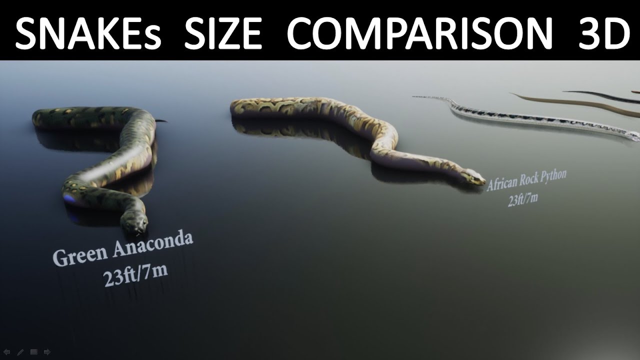 Snakes Size Comparison 3D - YouTube