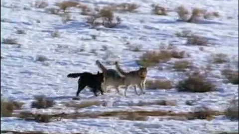 ВВС. НГО. 
